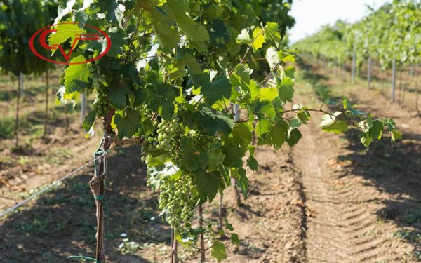 terreno agricolo in vendita a Bucine