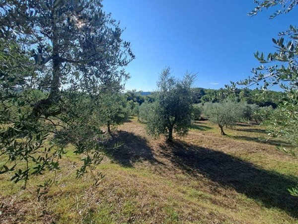 terreno agricolo in vendita a Bucine