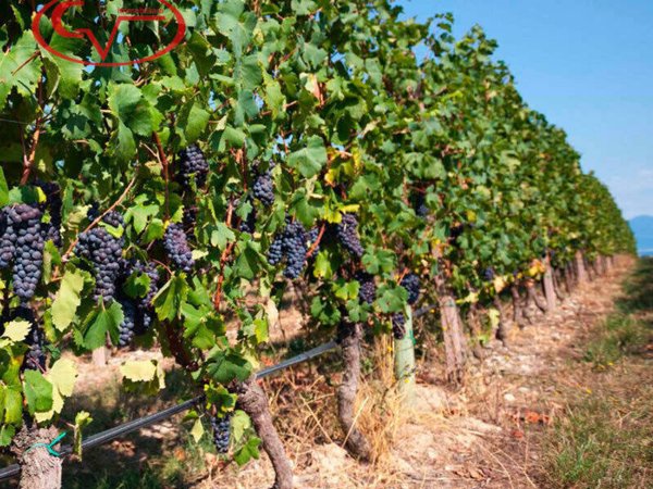 terreno agricolo in vendita a Bucine
