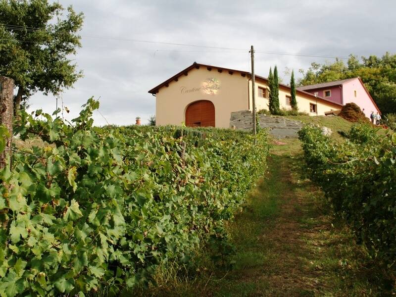 azienda agricola in vendita a Bucine