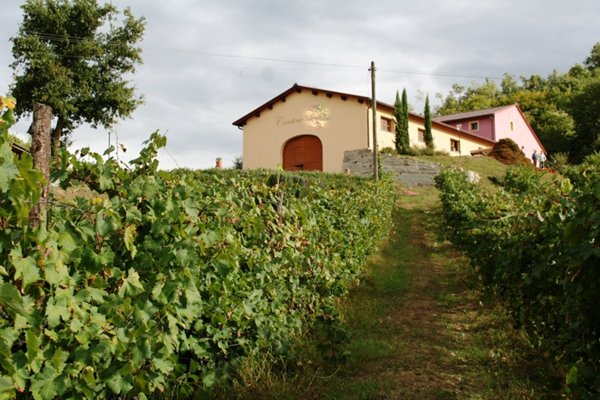 azienda agricola in vendita a Bucine