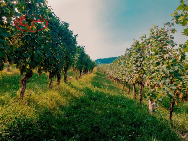 terreno agricolo in vendita a Bucine