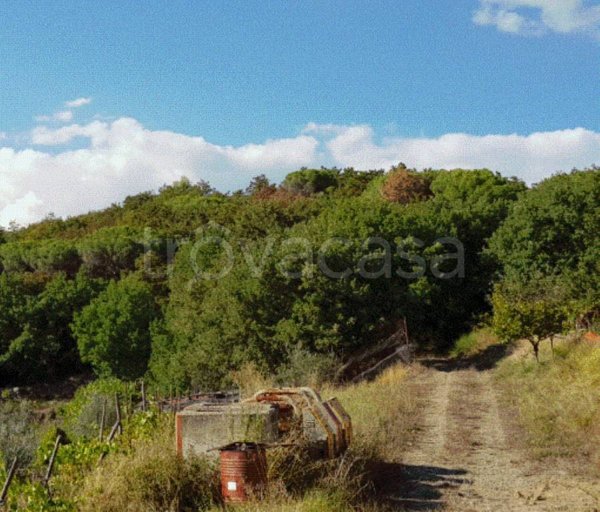 terreno agricolo in vendita a Capolona