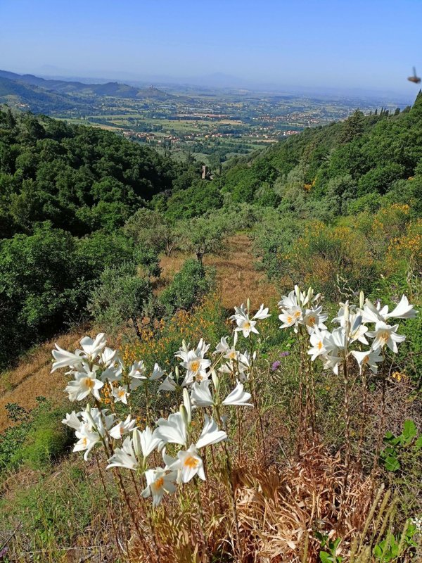 villa in vendita a Castiglion Fiorentino