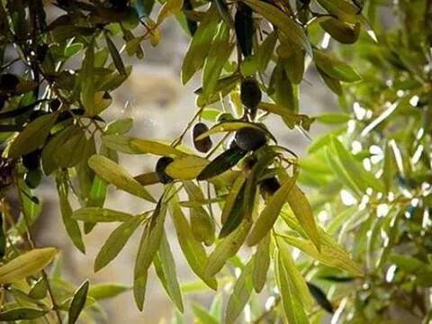 terreno agricolo in vendita a Castiglion Fiorentino in zona Pievuccia