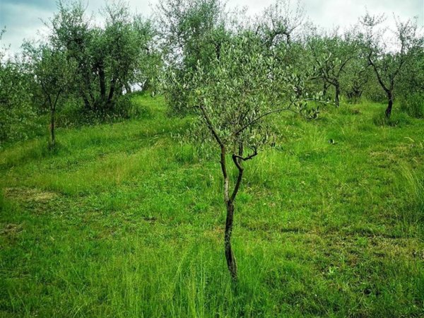 terreno agricolo in vendita a Cavriglia