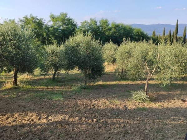 terreno agricolo in vendita a Cavriglia