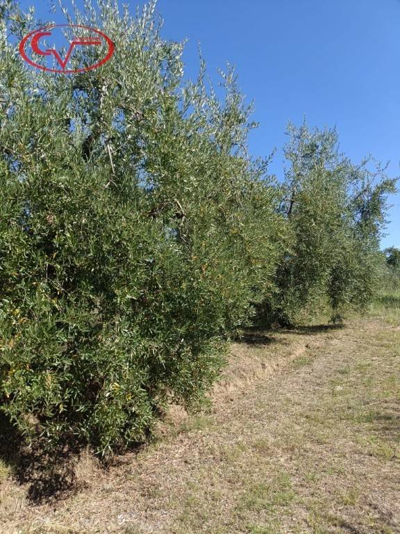terreno agricolo in vendita a Cavriglia in zona Montegonzi