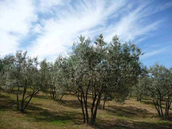 terreno agricolo in vendita a Civitella in Val di Chiana in zona Viciomaggio