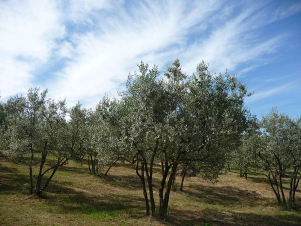 terreno agricolo in vendita a Civitella in Val di Chiana in zona Viciomaggio