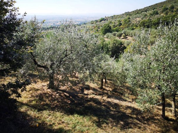 terreno agricolo in vendita a Cortona