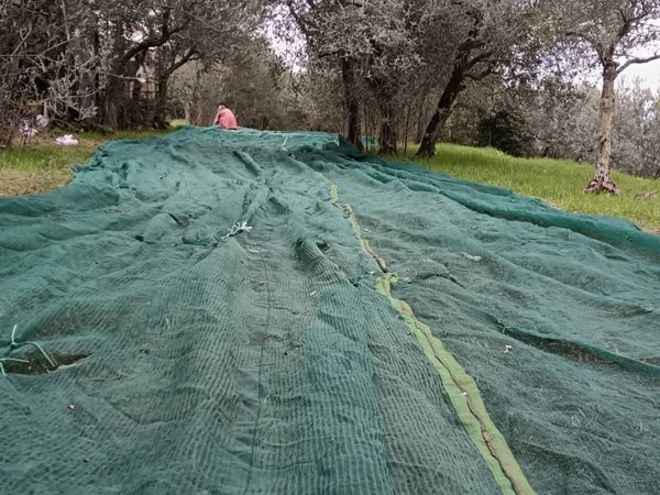 terreno agricolo in vendita a Cortona