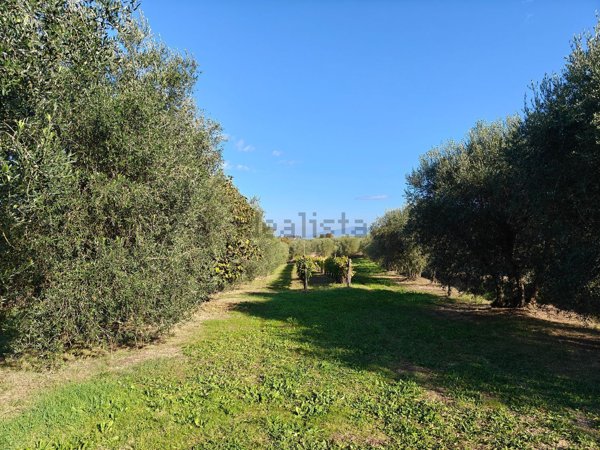 capannone in vendita a Cortona