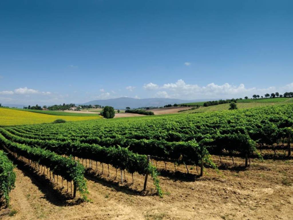 terreno agricolo in vendita a Cortona