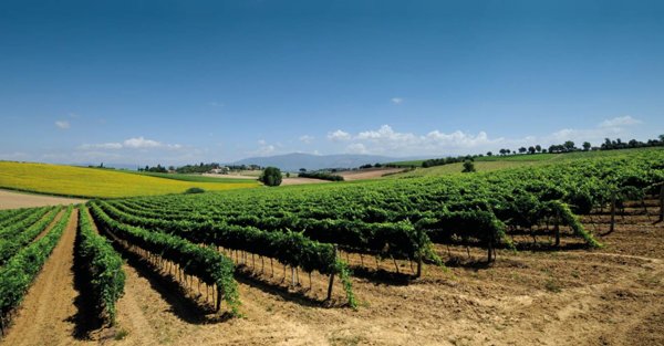 terreno agricolo in vendita a Cortona