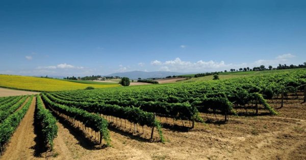terreno agricolo in vendita a Cortona