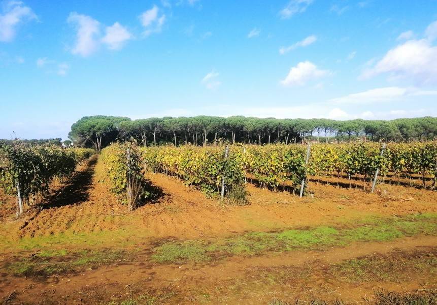 terreno agricolo in vendita a Cortona