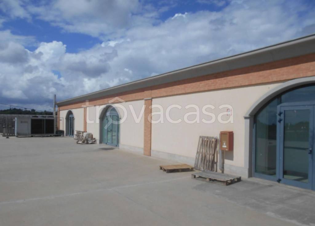 negozio in vendita a Foiano della Chiana