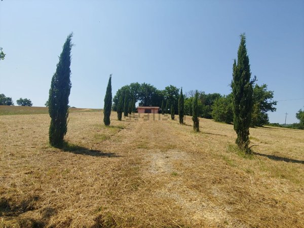 terreno agricolo in vendita a Foiano della Chiana