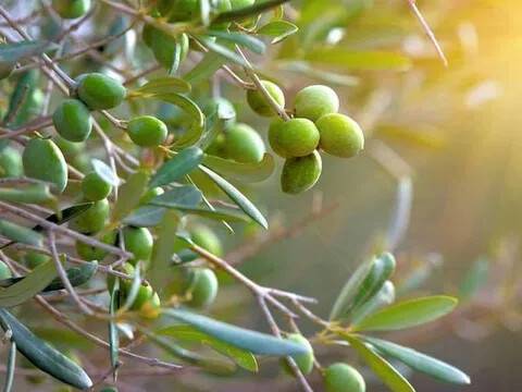 terreno agricolo in vendita a Foiano della Chiana
