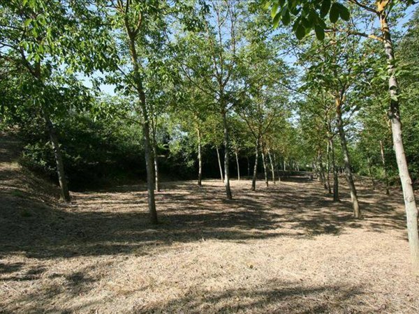 terreno agricolo in vendita a Foiano della Chiana