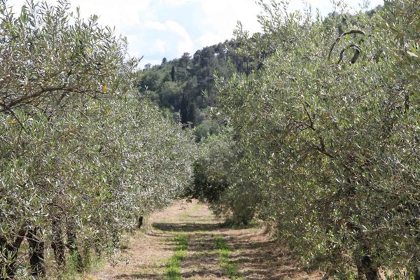 terreno agricolo in vendita a Loro Ciuffenna
