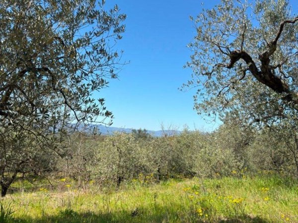 terreno agricolo in vendita a Loro Ciuffenna