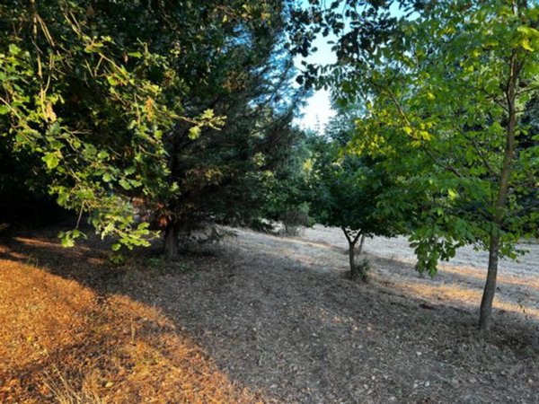 terreno agricolo in vendita a Lucignano