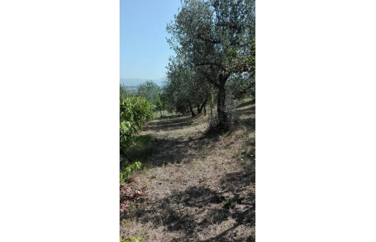 terreno agricolo in vendita a Lucignano