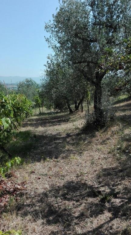 terreno agricolo in vendita a Lucignano