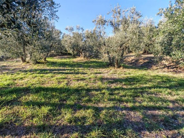 negozio in vendita a Lucignano