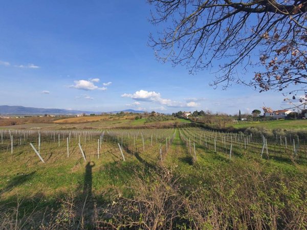 terreno agricolo in vendita a Marciano della Chiana