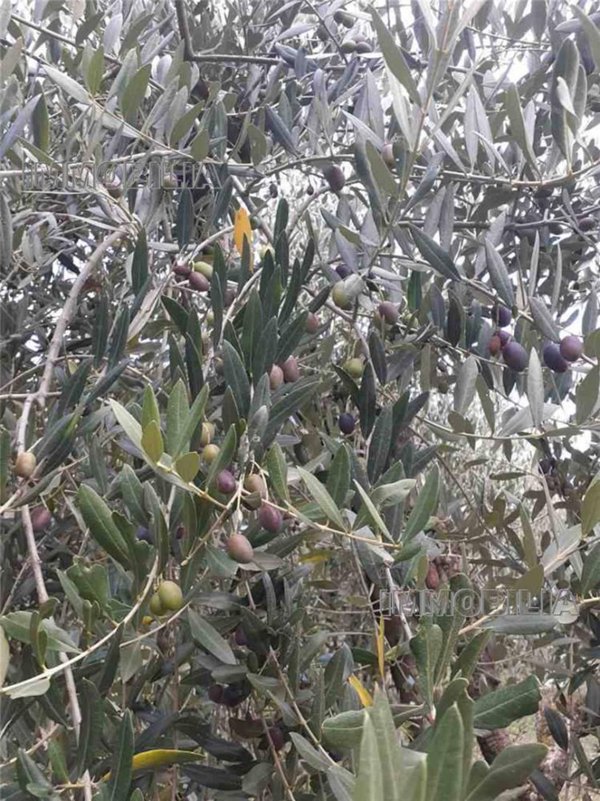 terreno agricolo in vendita a Monterchi in zona Le Ville