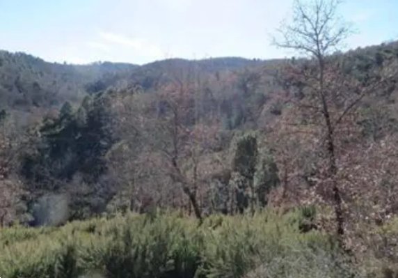 terreno agricolo in vendita a Monte San Savino