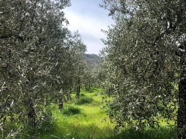 casa indipendente in vendita a Monte San Savino