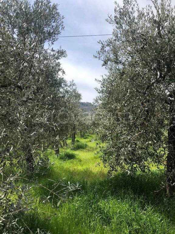 casa indipendente in vendita a Monte San Savino