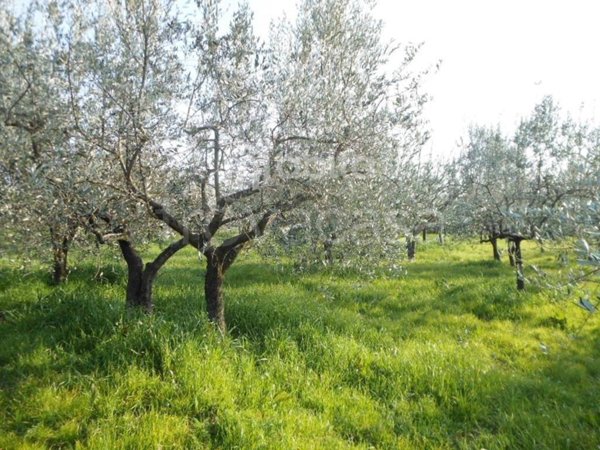 terreno agricolo in vendita a Montevarchi in zona Moncioni