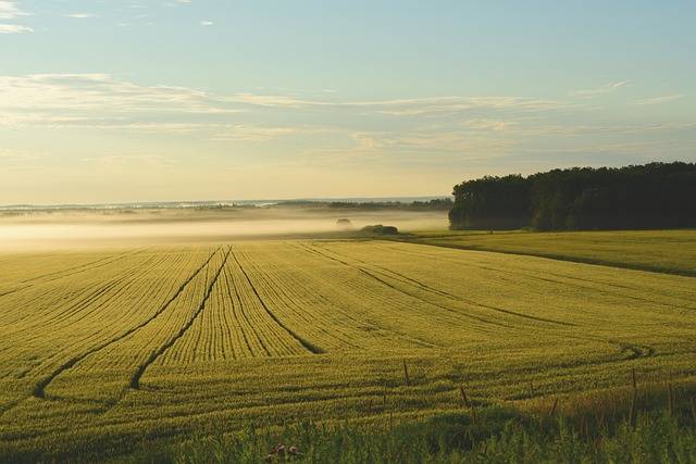 terreno agricolo in vendita a Montevarchi