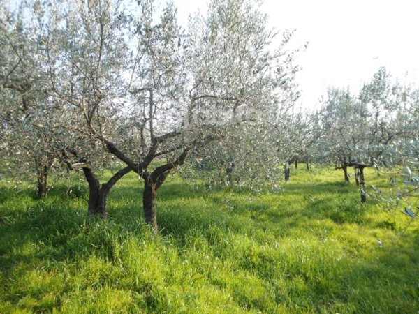 terreno agricolo in vendita a Montevarchi in zona Moncioni