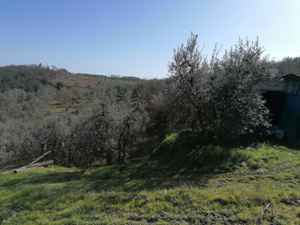 terreno agricolo in vendita a Montevarchi