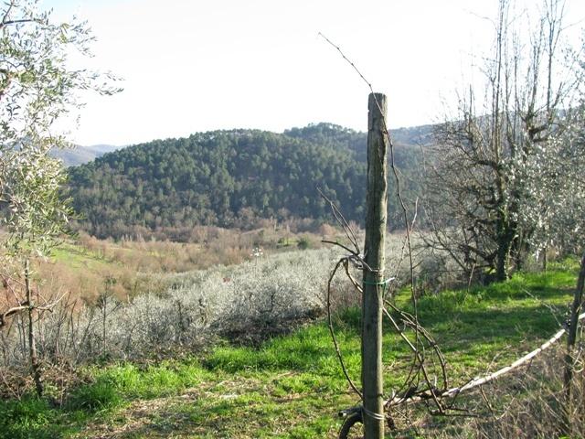 terreno agricolo in vendita a Montevarchi