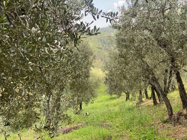 terreno agricolo in vendita a Montevarchi
