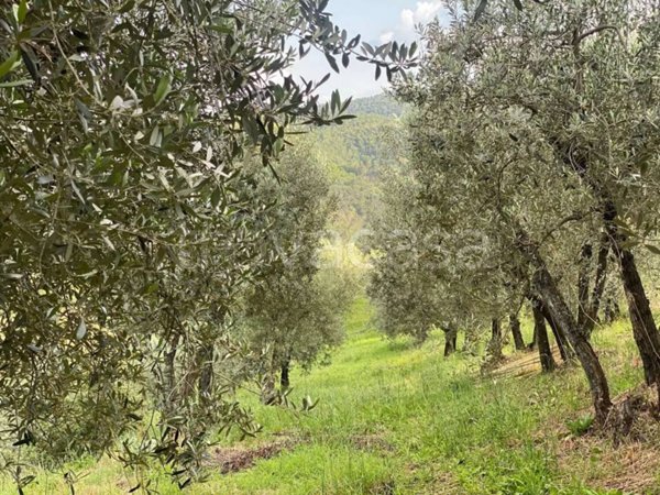 terreno agricolo in vendita a Montevarchi in zona Moncioni
