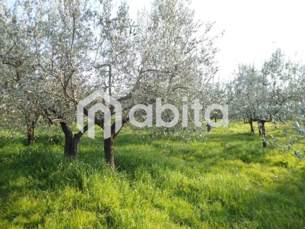 terreno agricolo in vendita a Montevarchi in zona Moncioni