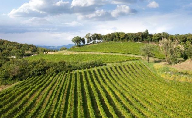 terreno agricolo in vendita a Montevarchi