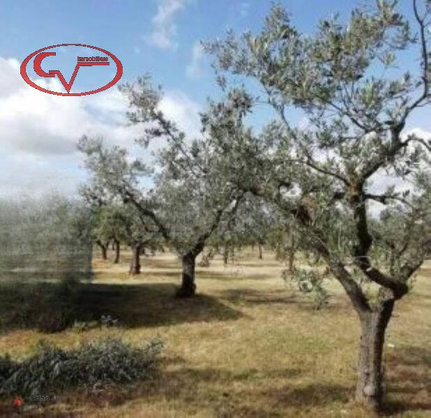 terreno agricolo in vendita a Montevarchi