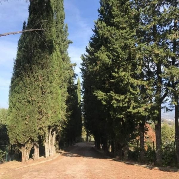 esavano in vendita a Montevarchi