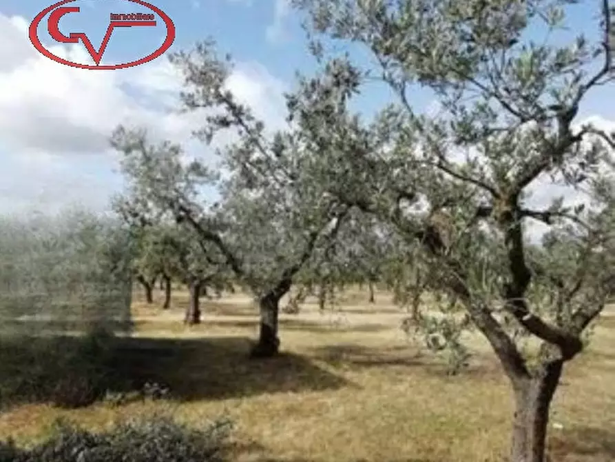 immagine annuncio 0 di 1