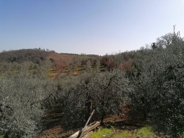 terreno agricolo in vendita a Montevarchi in zona Ventena