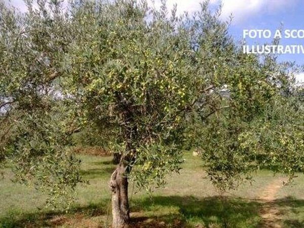 terreno agricolo in vendita a San Giovanni Valdarno